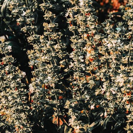 Gospodarstwo Agroturystyczne Anielin Okonek Exterior foto