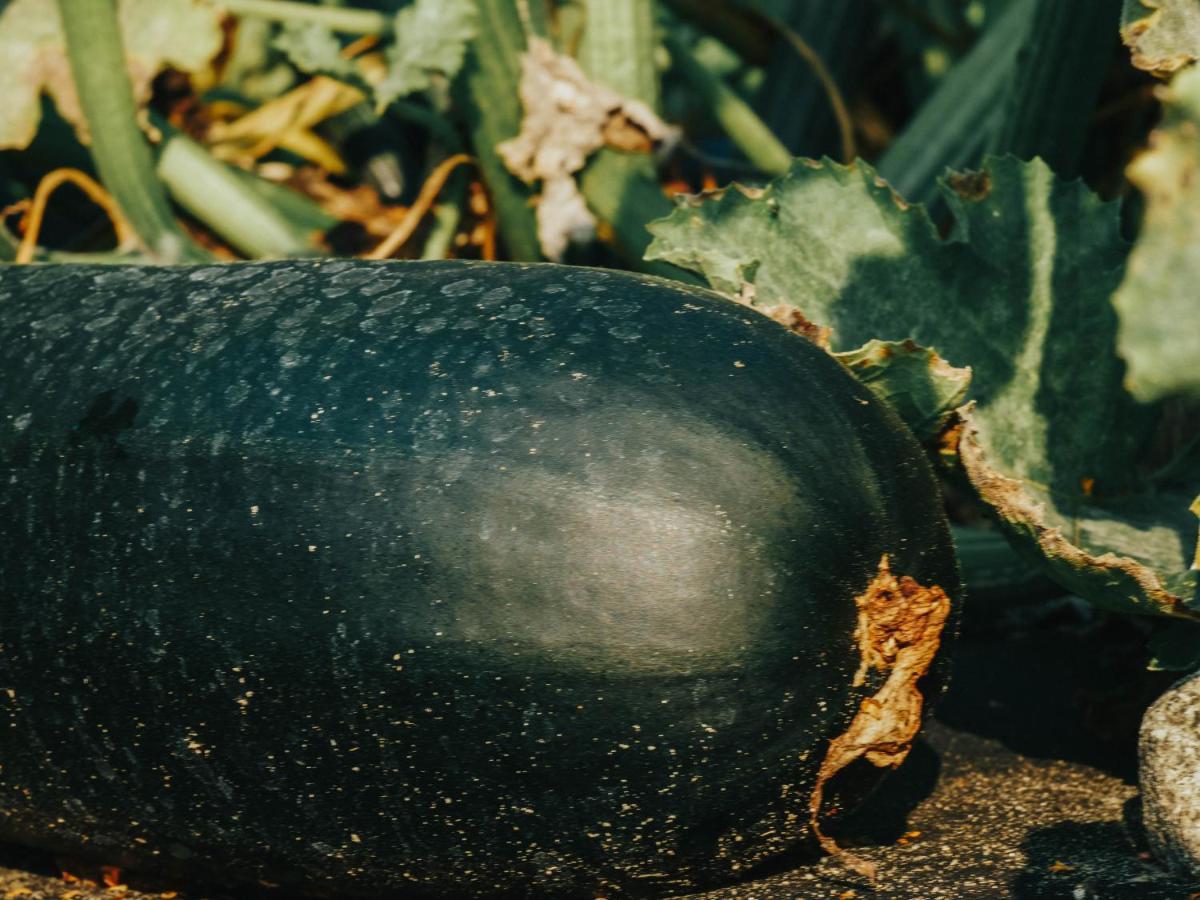 Gospodarstwo Agroturystyczne Anielin Okonek Exterior foto