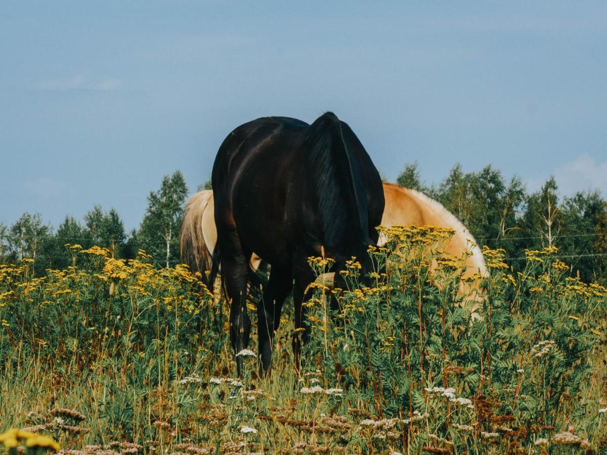 Gospodarstwo Agroturystyczne Anielin Okonek Exterior foto